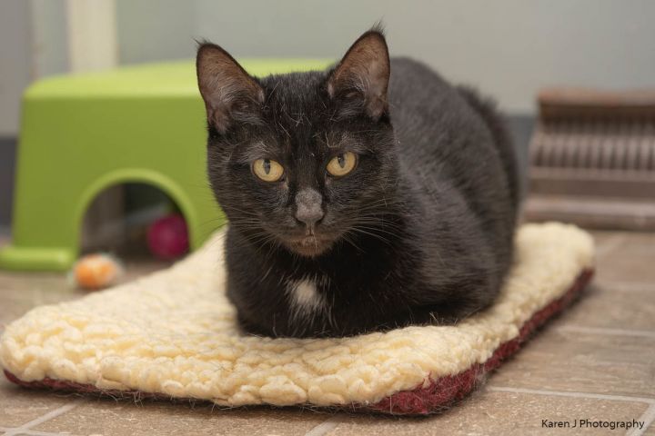 Cat For Adoption Persia A Domestic Short Hair In Grand Rapids