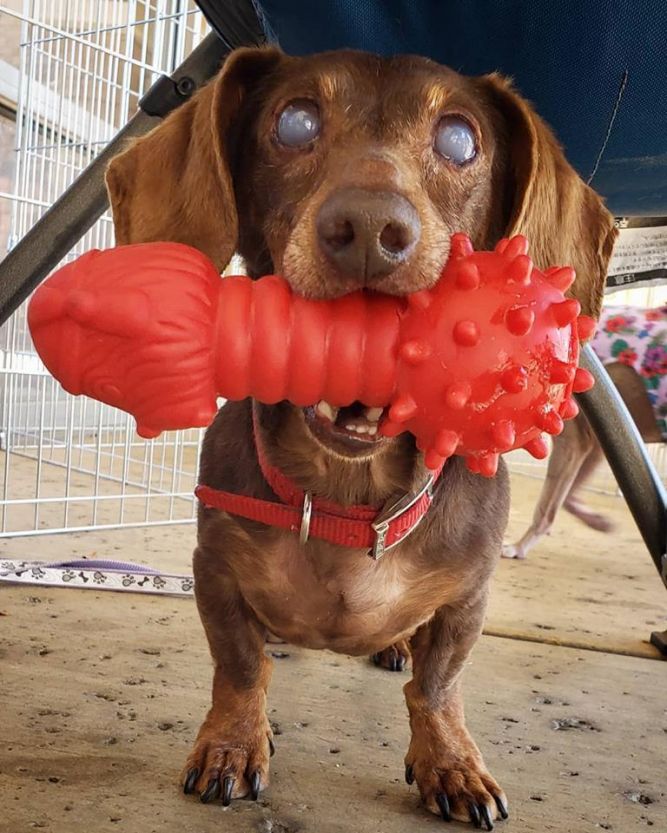 Dog for adoption - Bernhard, a Dachshund in Las Vegas, NV ...