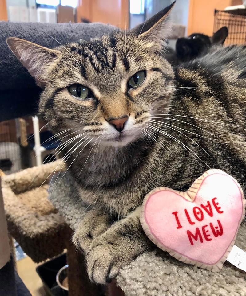 Sansa, an adoptable Domestic Short Hair in Eureka, MO, 63025 | Photo Image 1