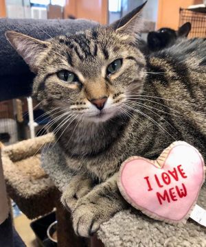 Sansa, Adult Female Domestic Short Hair