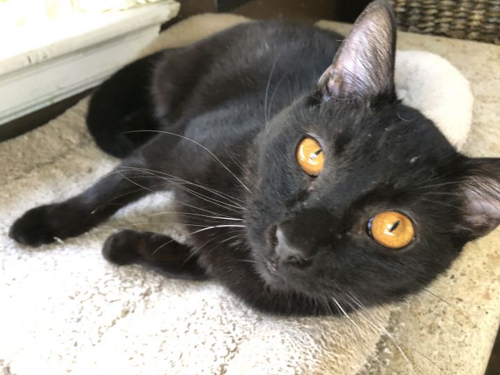 Black Cats With Gold Eyes