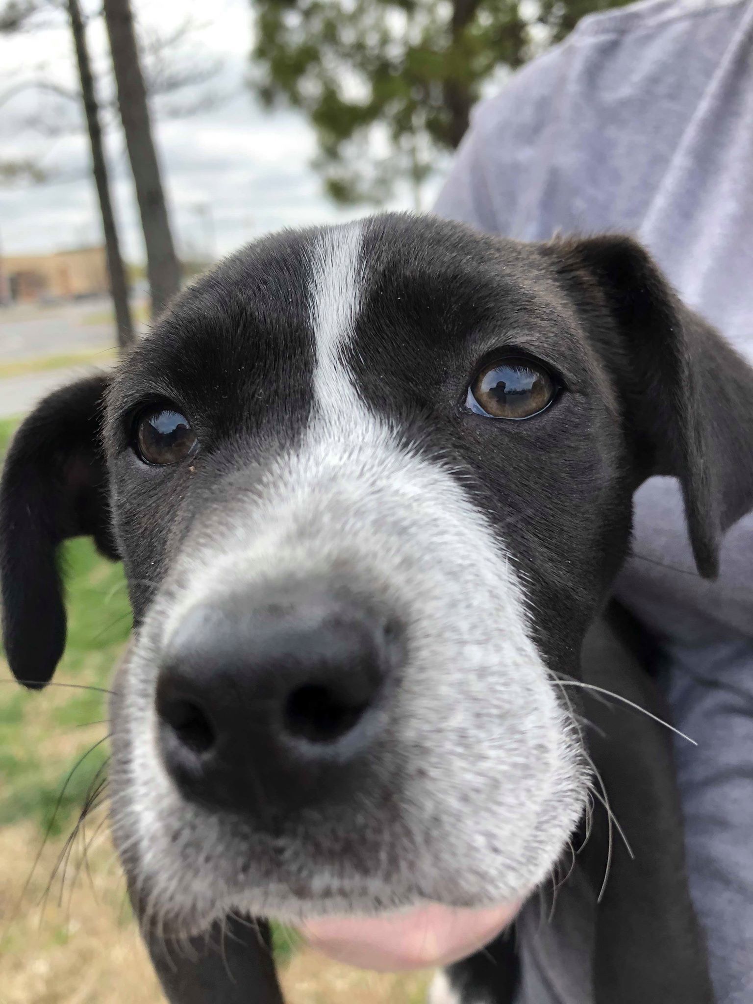 Cardi B, an adoptable Pit Bull Terrier in Broken Arrow, OK, 74012 | Photo Image 4