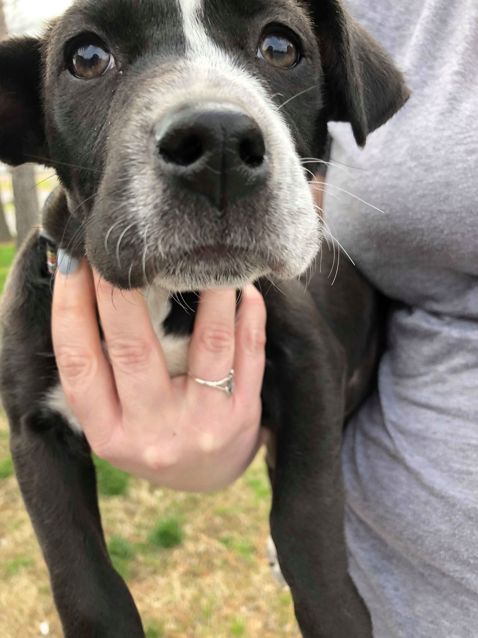 Cardi B, an adoptable Pit Bull Terrier in Broken Arrow, OK, 74012 | Photo Image 5