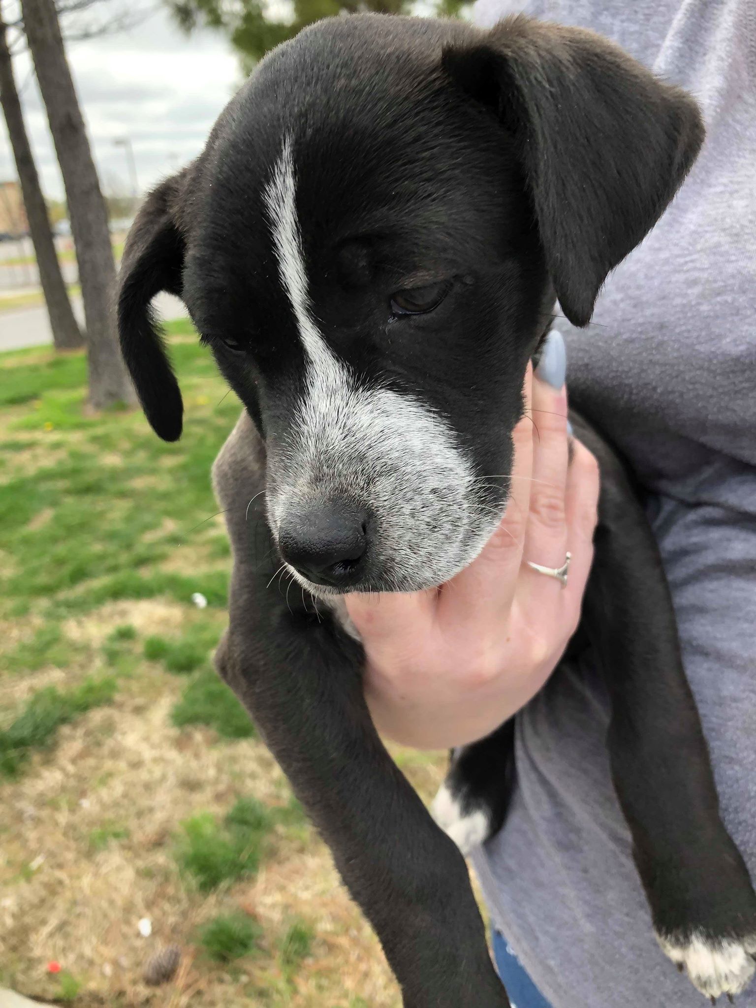 Cardi B, an adoptable Pit Bull Terrier in Broken Arrow, OK, 74012 | Photo Image 6