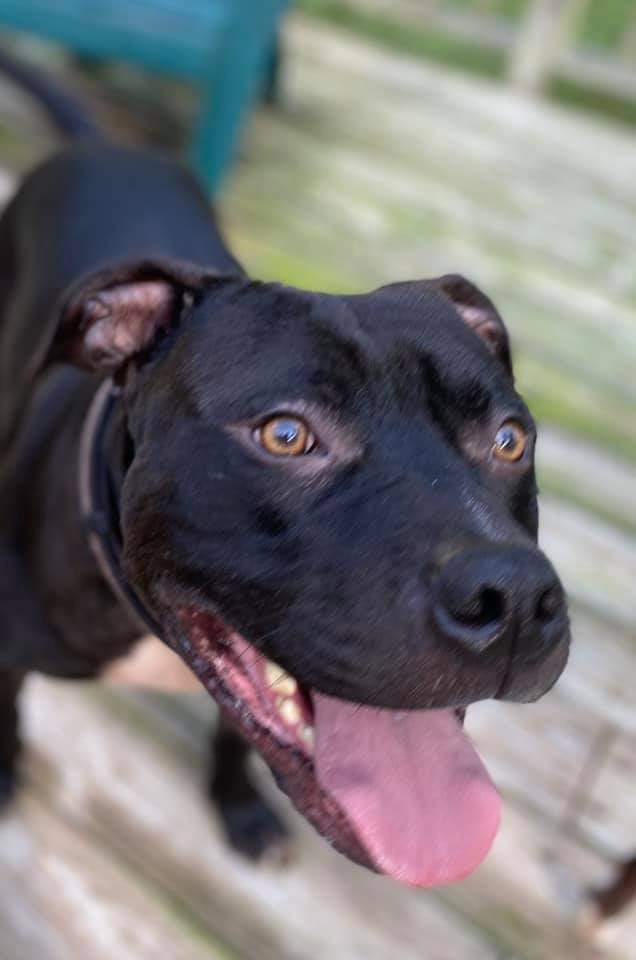 Neville, an adoptable Pit Bull Terrier, Mastiff in Memphis, TN, 38173 | Photo Image 3
