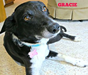 GRACIE