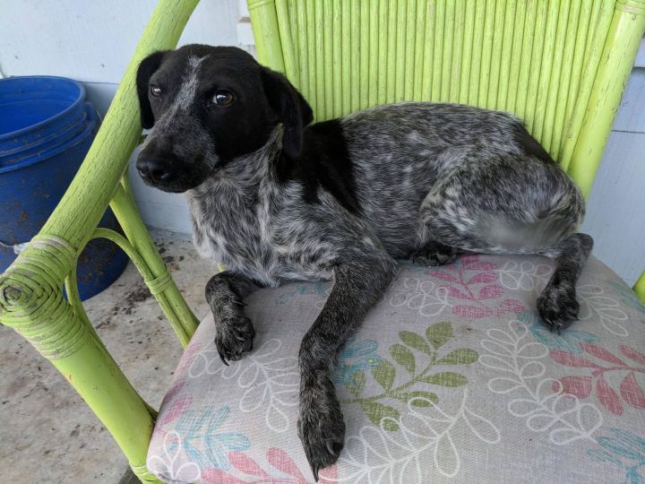 Dog For Adoption Momma Jewel A Cattle Dog German Shorthaired