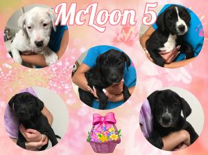 McLoon 5