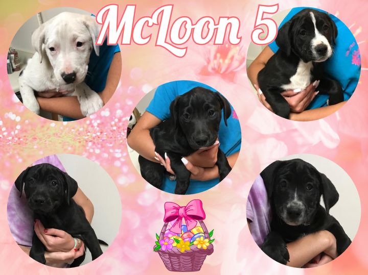 McLoon 5 1