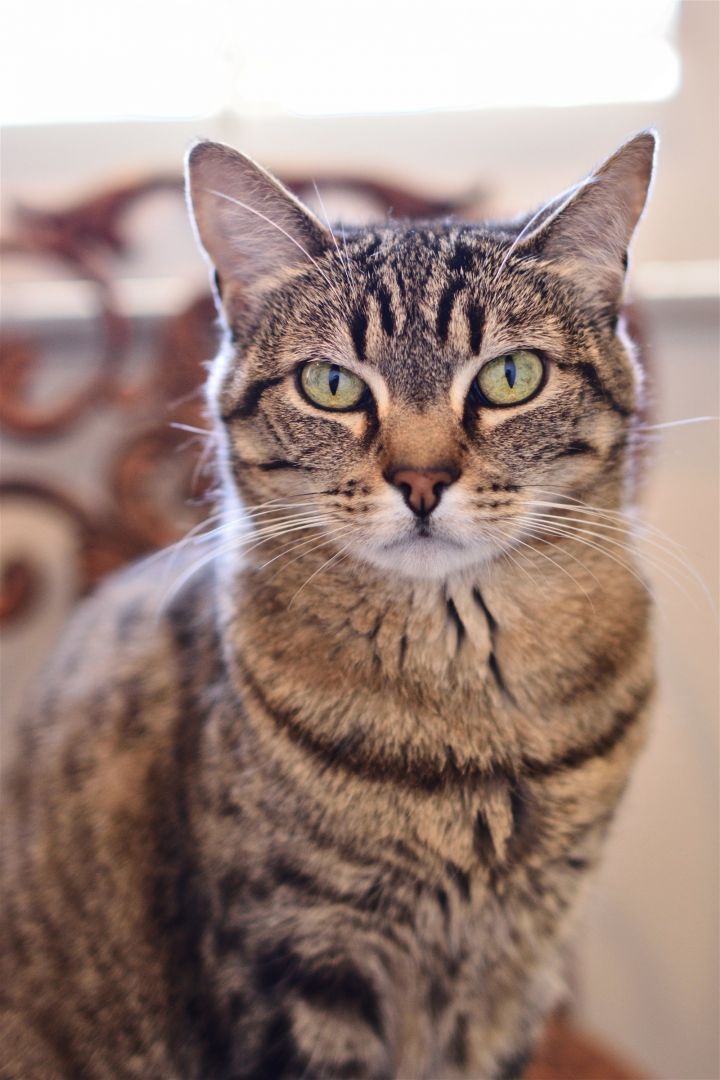 Bengal tabby mix store kittens