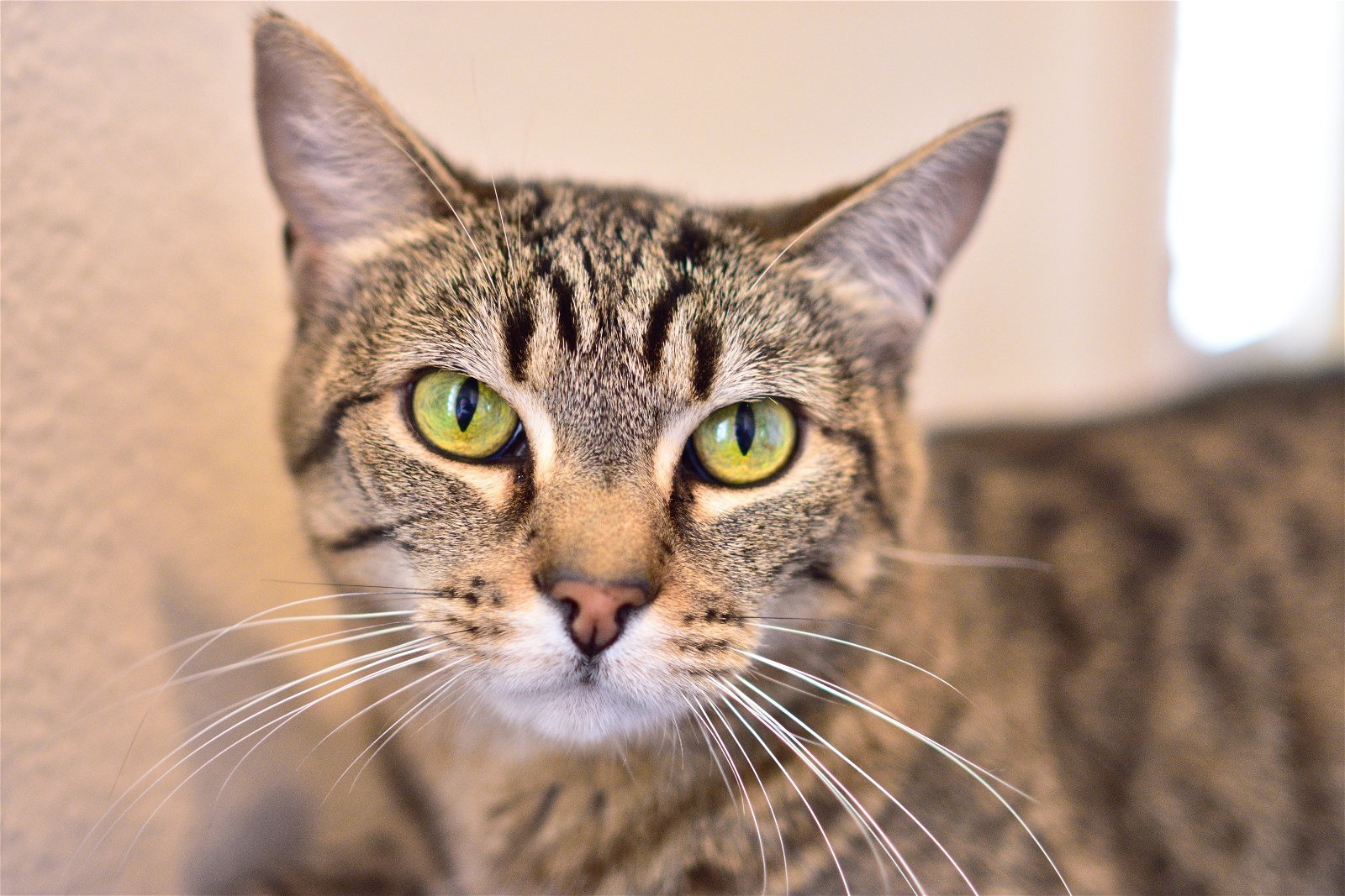 Ava - Bengal Tabby, an adoptable Domestic Short Hair, Bengal in Newport Beach, CA, 92658 | Photo Image 2