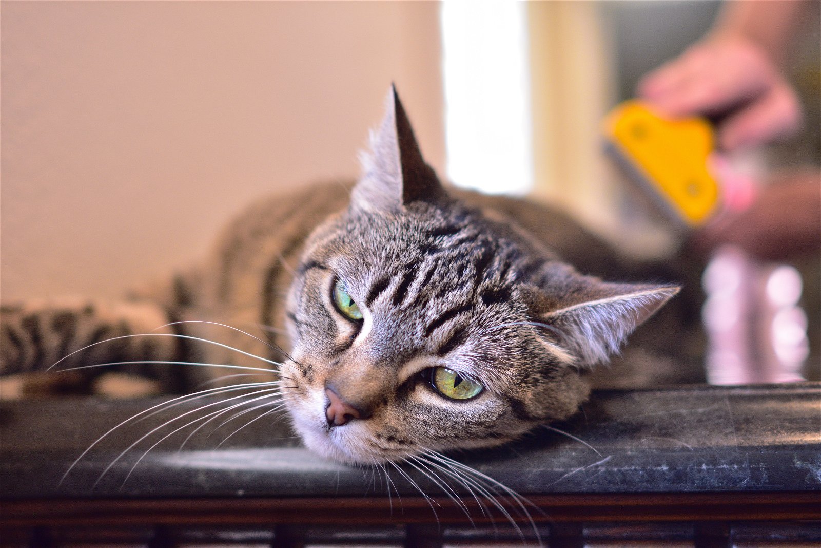 Ava - Bengal Tabby, an adoptable Domestic Short Hair, Bengal in Newport Beach, CA, 92658 | Photo Image 3