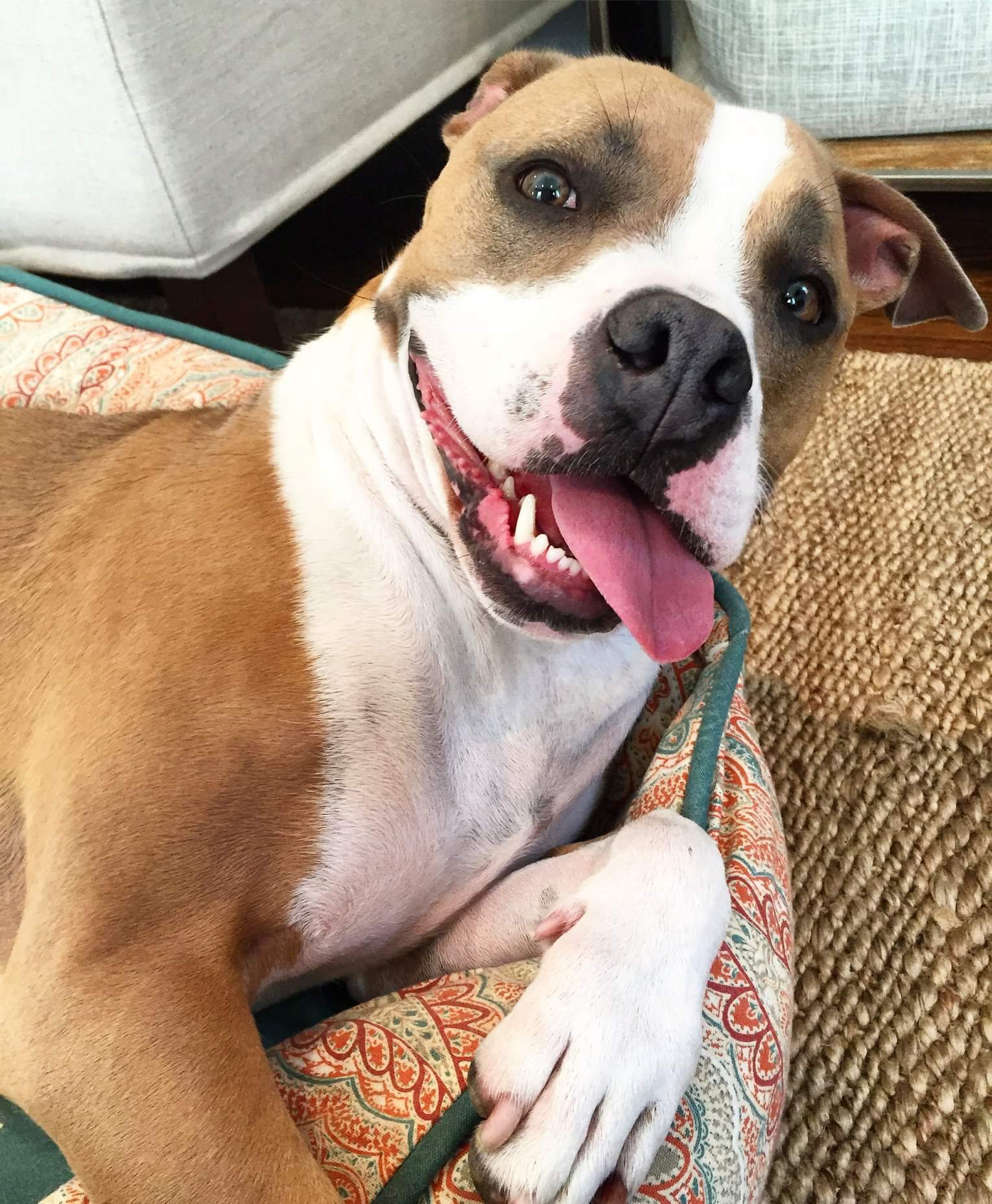 Shelby, an adoptable Pit Bull Terrier in Westminster, MD, 21157 | Photo Image 1