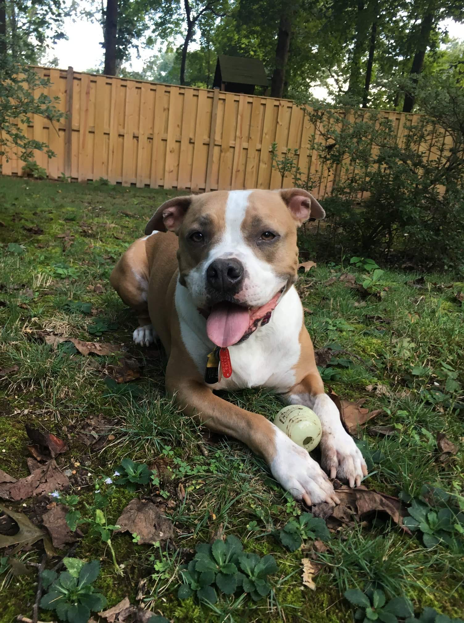 Shelby, an adoptable Pit Bull Terrier in Westminster, MD, 21157 | Photo Image 2