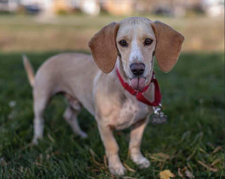 Amedelyofpotpourri: Basset Hound Puppies New York State