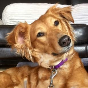 Dog For Adoption Emily A Golden Retriever Mix In Minnetonka Mn