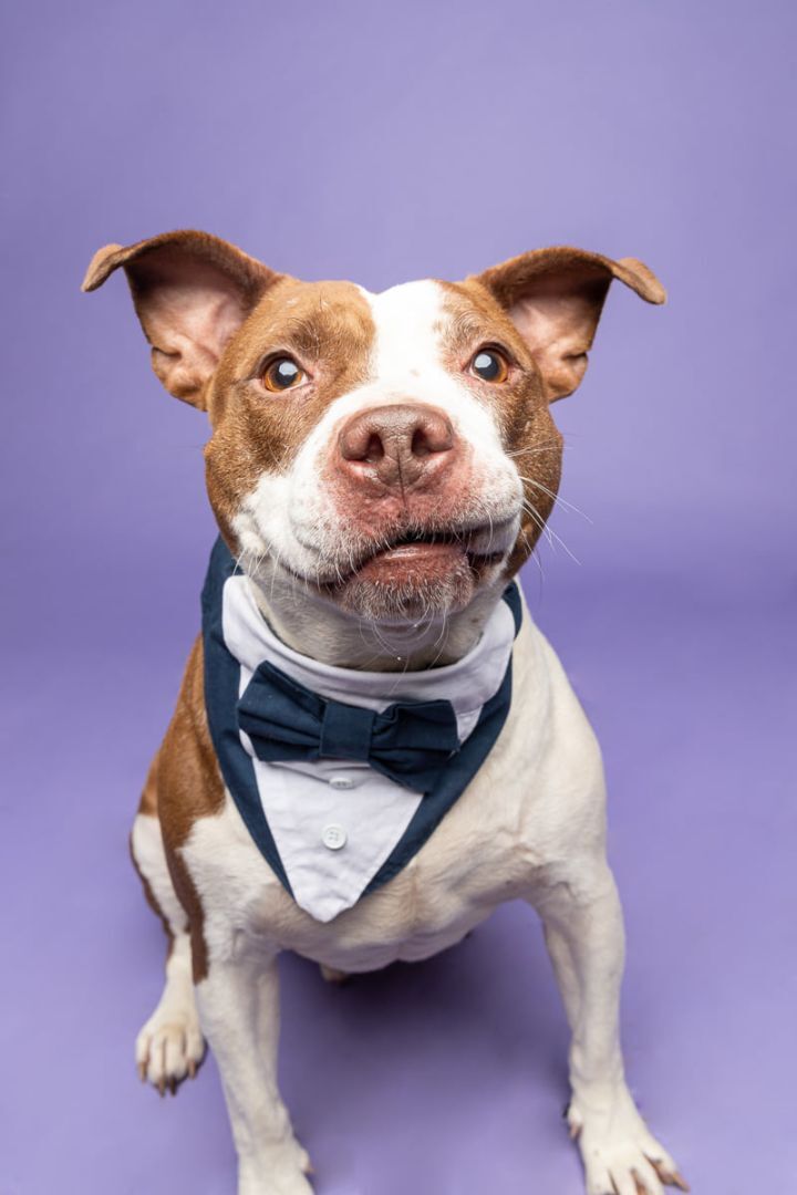 Bingo, an adoptable Terrier, Pit Bull Terrier in Cleveland, OH, 44102 | Photo Image 2