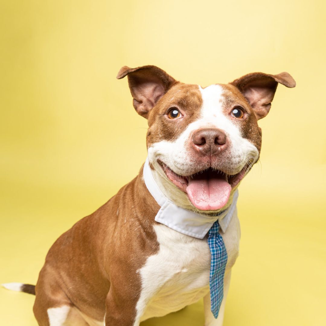 Bingo, an adoptable Terrier, Pit Bull Terrier in Cleveland, OH, 44102 | Photo Image 3