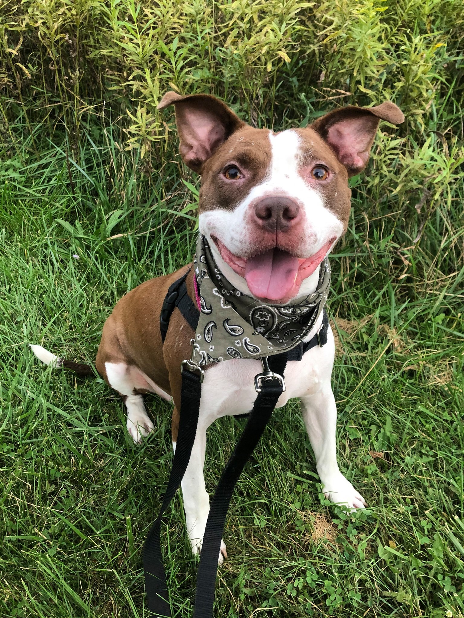 Bingo, an adoptable Terrier, Pit Bull Terrier in Cleveland, OH, 44102 | Photo Image 4