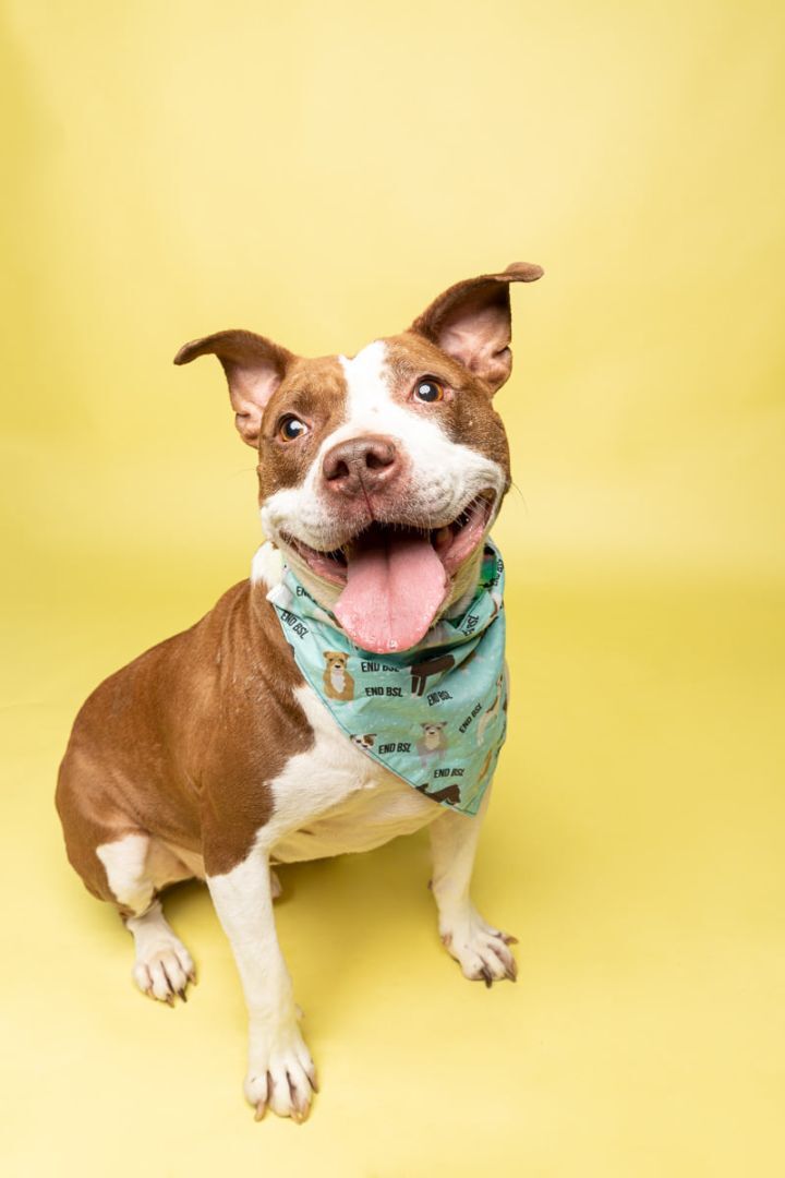 Bingo, an adoptable Terrier, Pit Bull Terrier in Cleveland, OH, 44102 | Photo Image 1