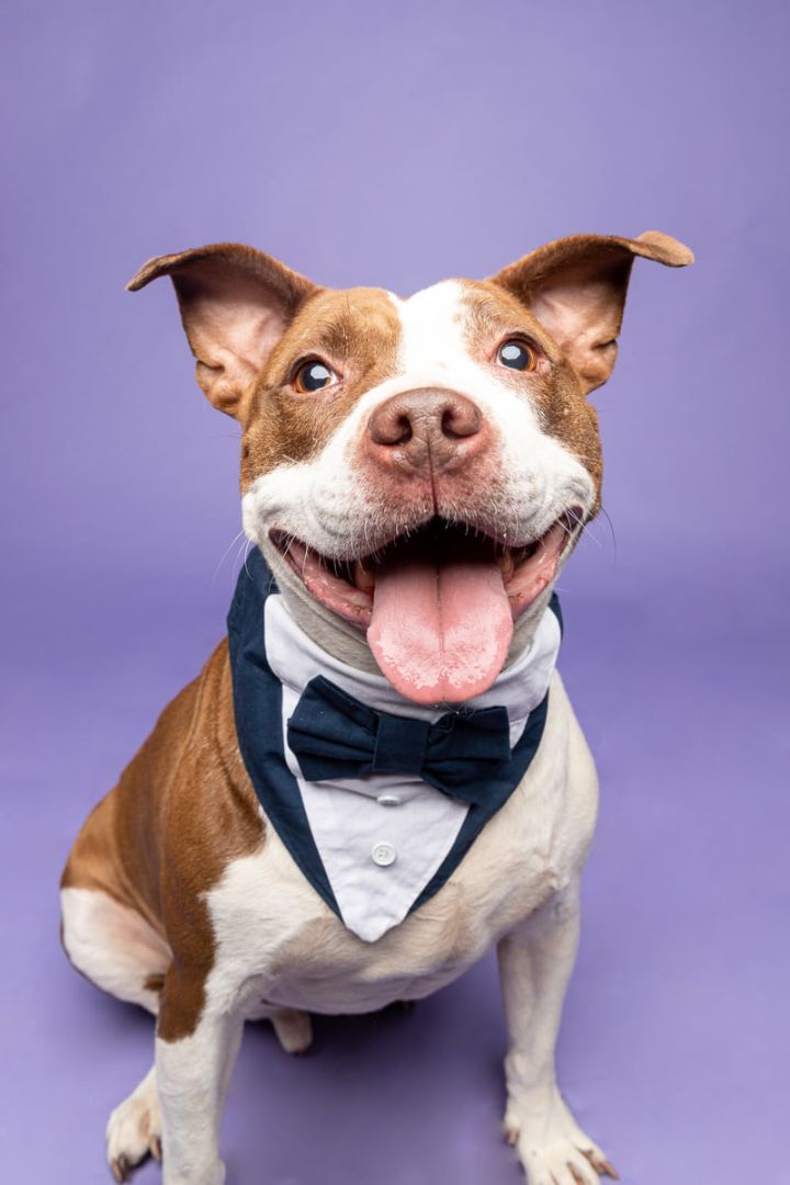 Bingo, an adoptable Terrier, Pit Bull Terrier in Cleveland, OH, 44102 | Photo Image 5