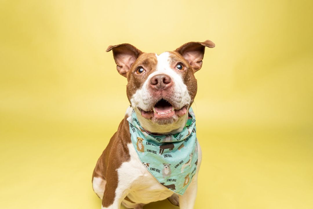 Bingo, an adoptable Terrier, Pit Bull Terrier in Cleveland, OH, 44102 | Photo Image 6