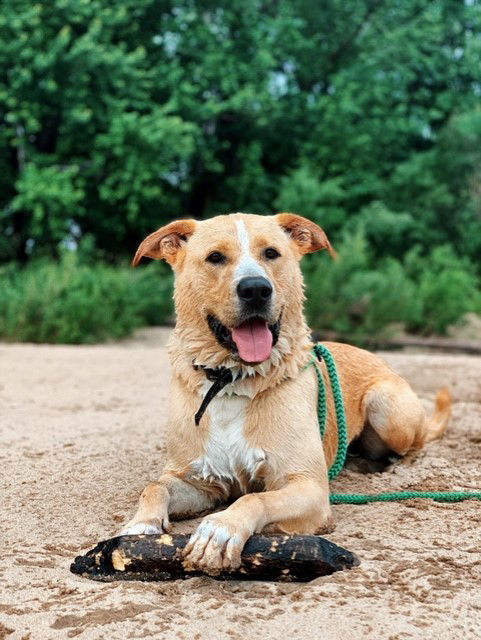 Romeo, an adoptable Labrador Retriever in Cedar Rapids, IA, 52405 | Photo Image 1