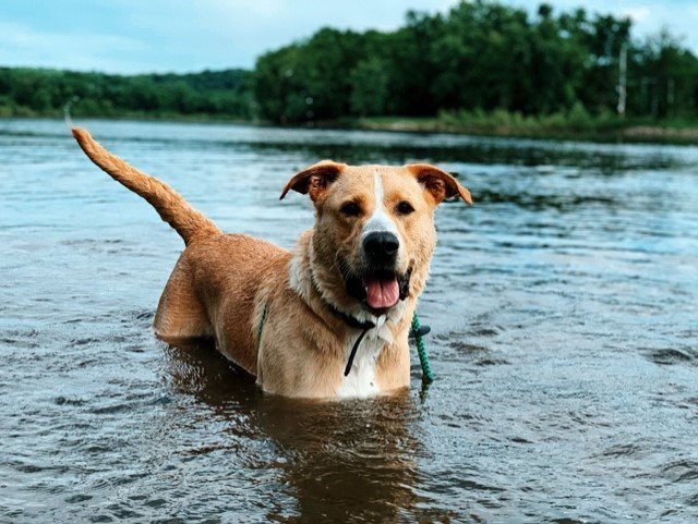 Romeo, an adoptable Labrador Retriever in Cedar Rapids, IA, 52405 | Photo Image 2