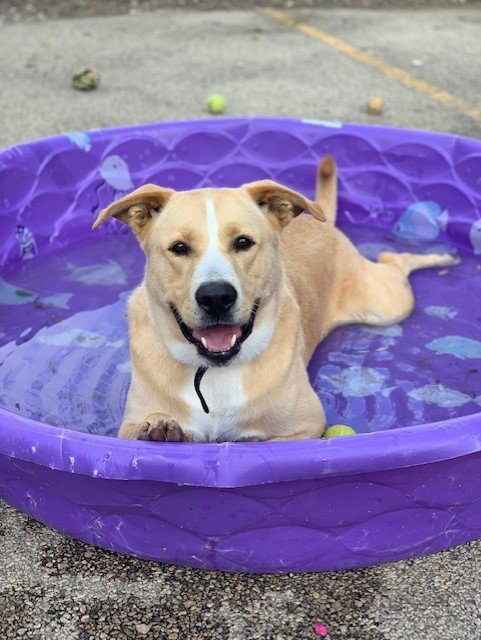 Romeo, an adoptable Labrador Retriever in Cedar Rapids, IA, 52405 | Photo Image 3