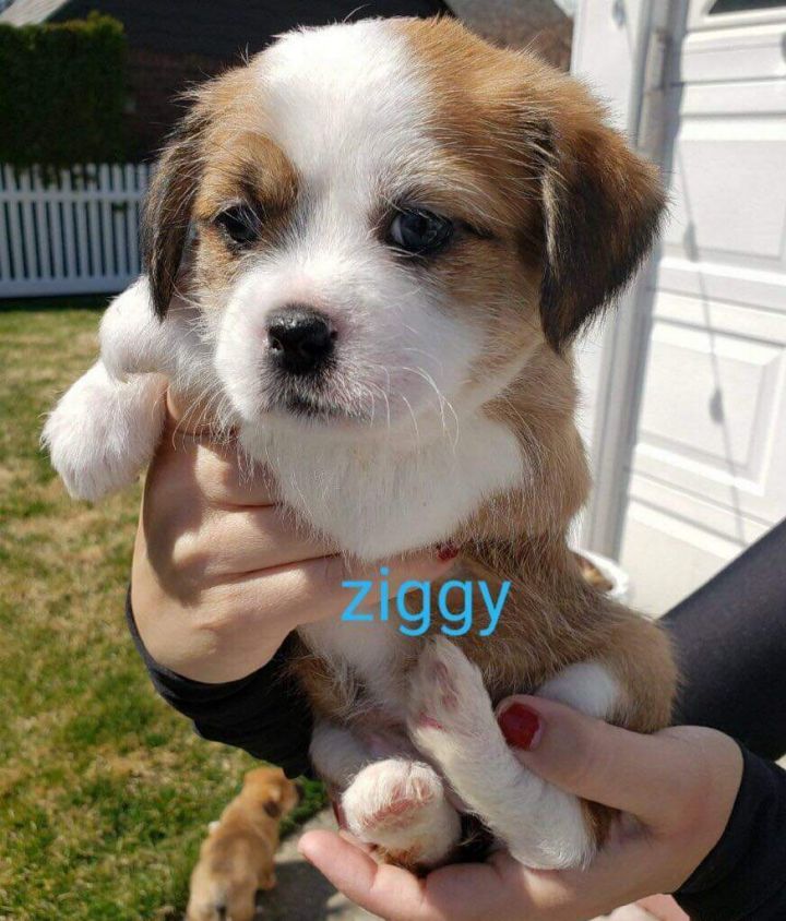 Ziggy 1