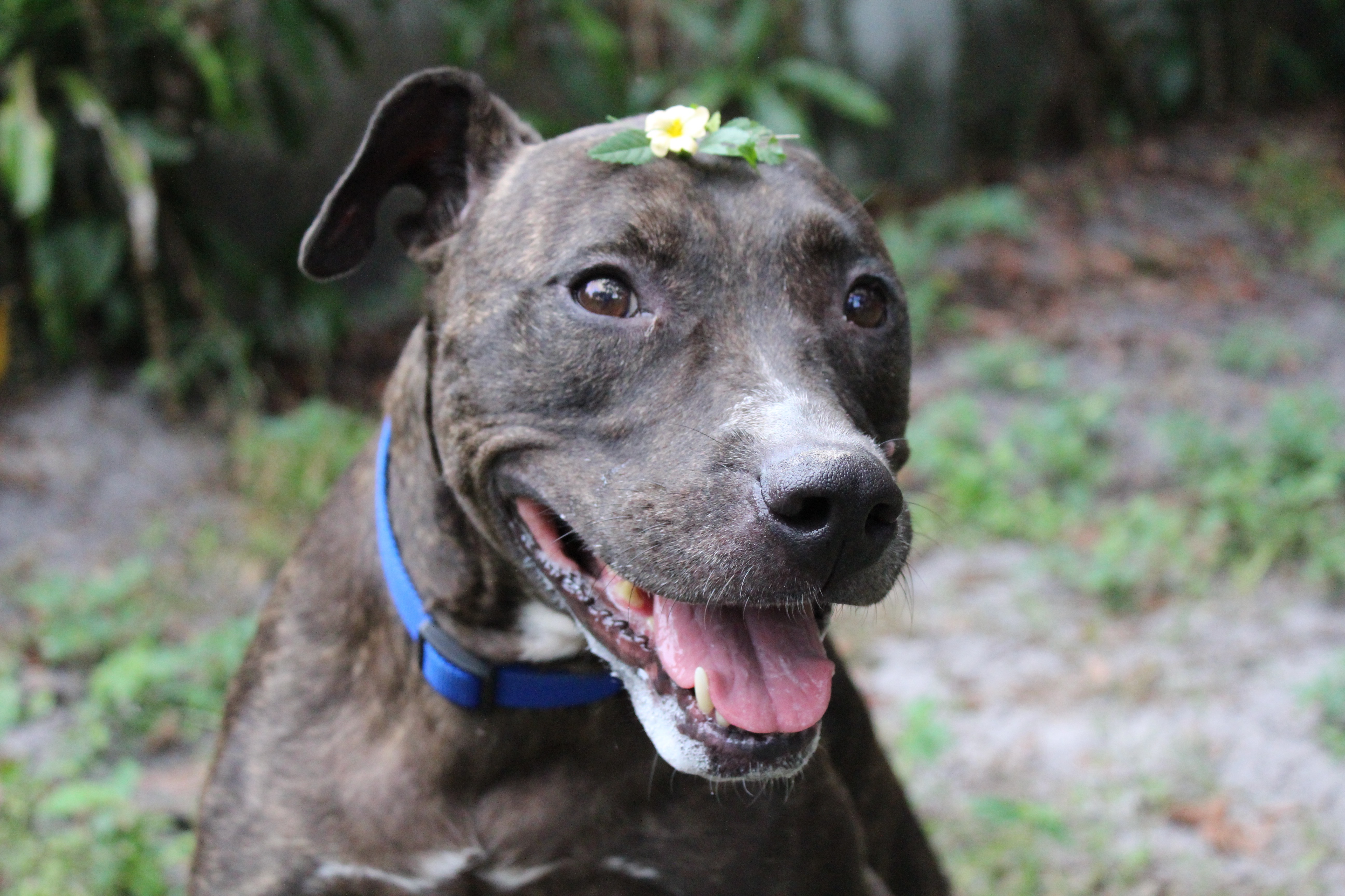 Nita, an adoptable Mixed Breed in Bradenton, FL, 34209 | Photo Image 2