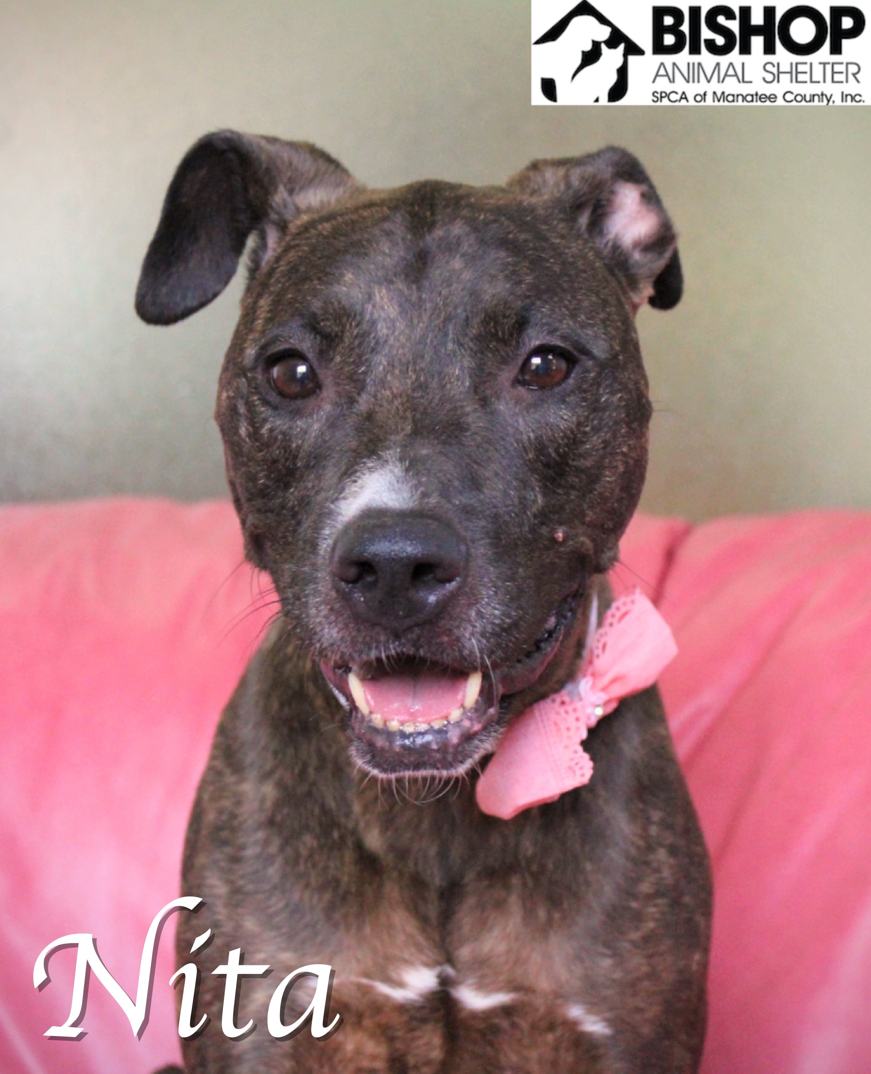Nita, an adoptable Mixed Breed in Bradenton, FL, 34209 | Photo Image 1