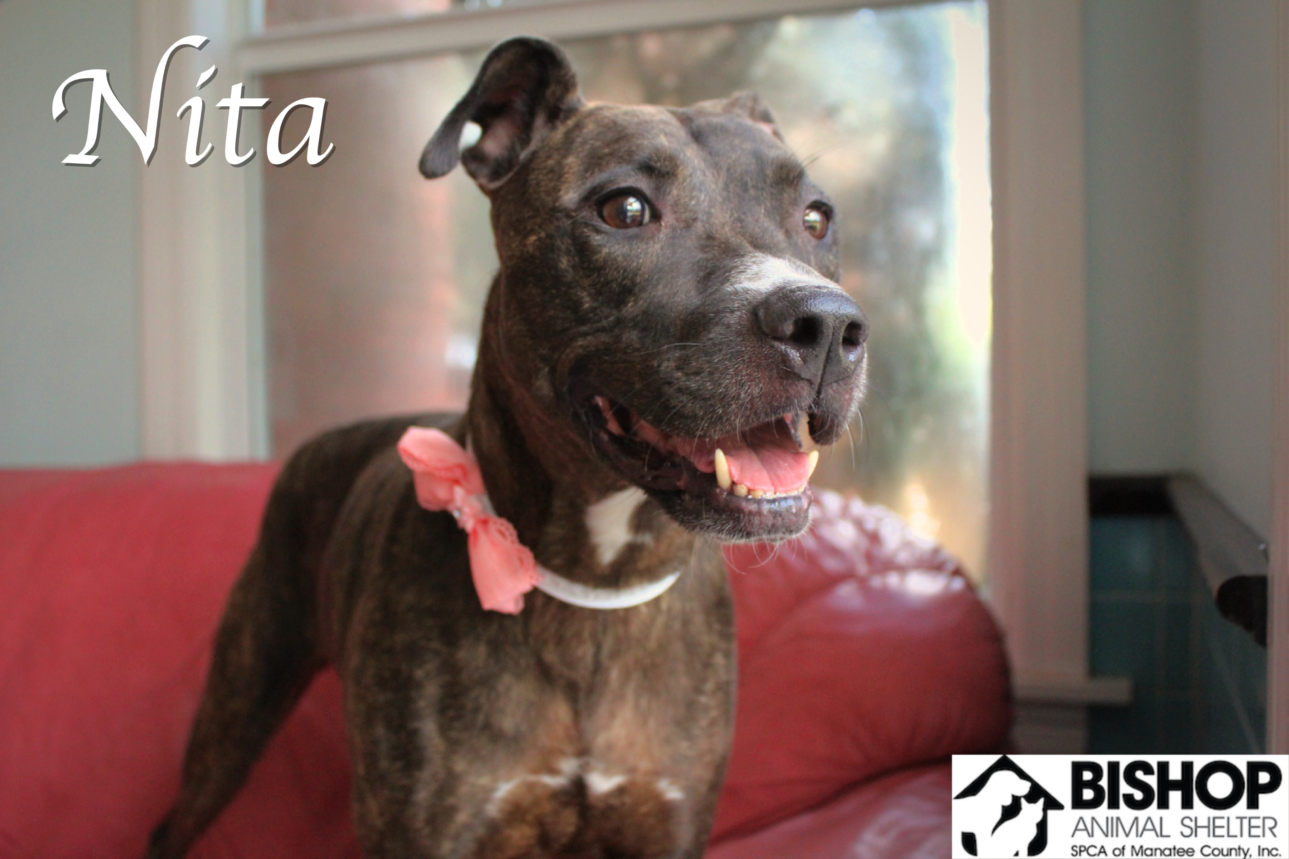 Nita, an adoptable Mixed Breed in Bradenton, FL, 34209 | Photo Image 4