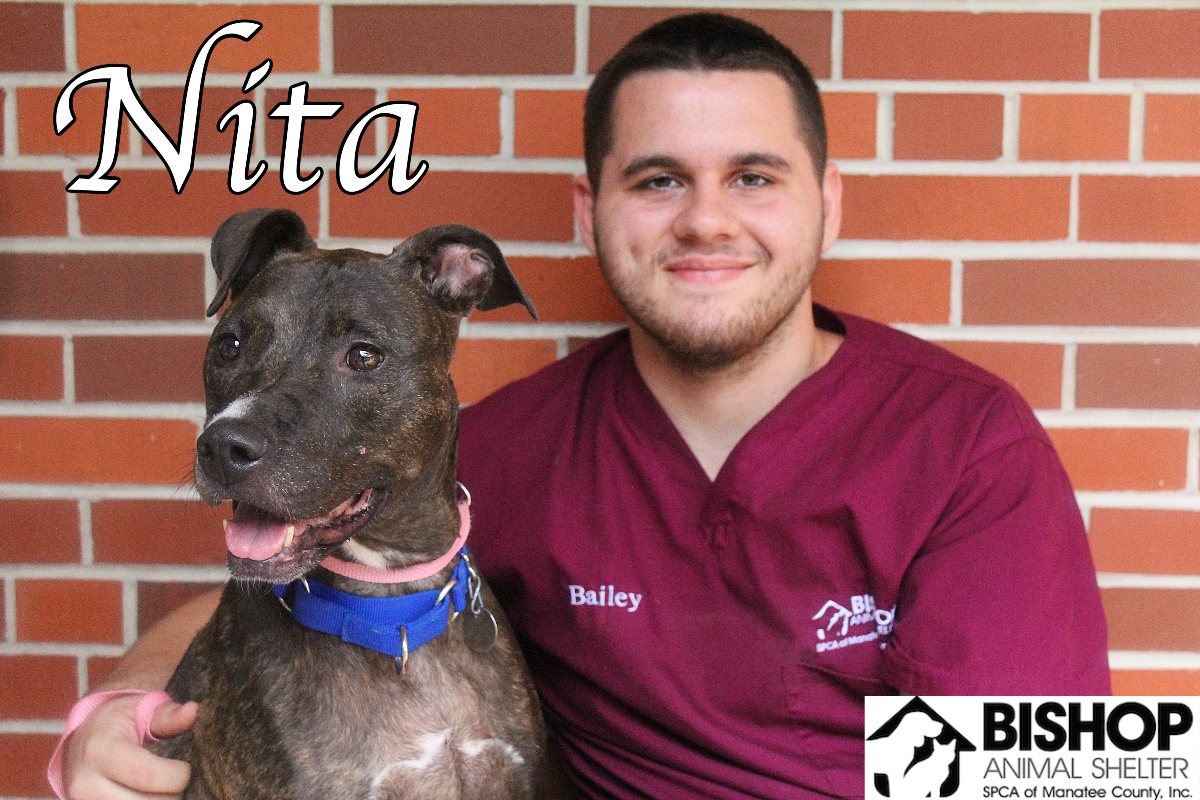 Nita, an adoptable Mixed Breed in Bradenton, FL, 34209 | Photo Image 5