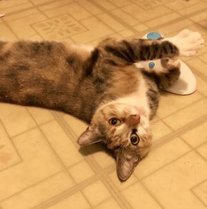 Calico Cat With Interesting Gps >> Cat For Adoption Candy A Calico Tabby Mix In Sayreville Nj Calico Cat With Interesting Gps >> Cat For Adoption Candy A Calico Tabby Mix In Sayreville Nj