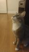 . Purrfect Jiggy Stardust MC .