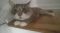 . Purrfect Jiggy Stardust MC .