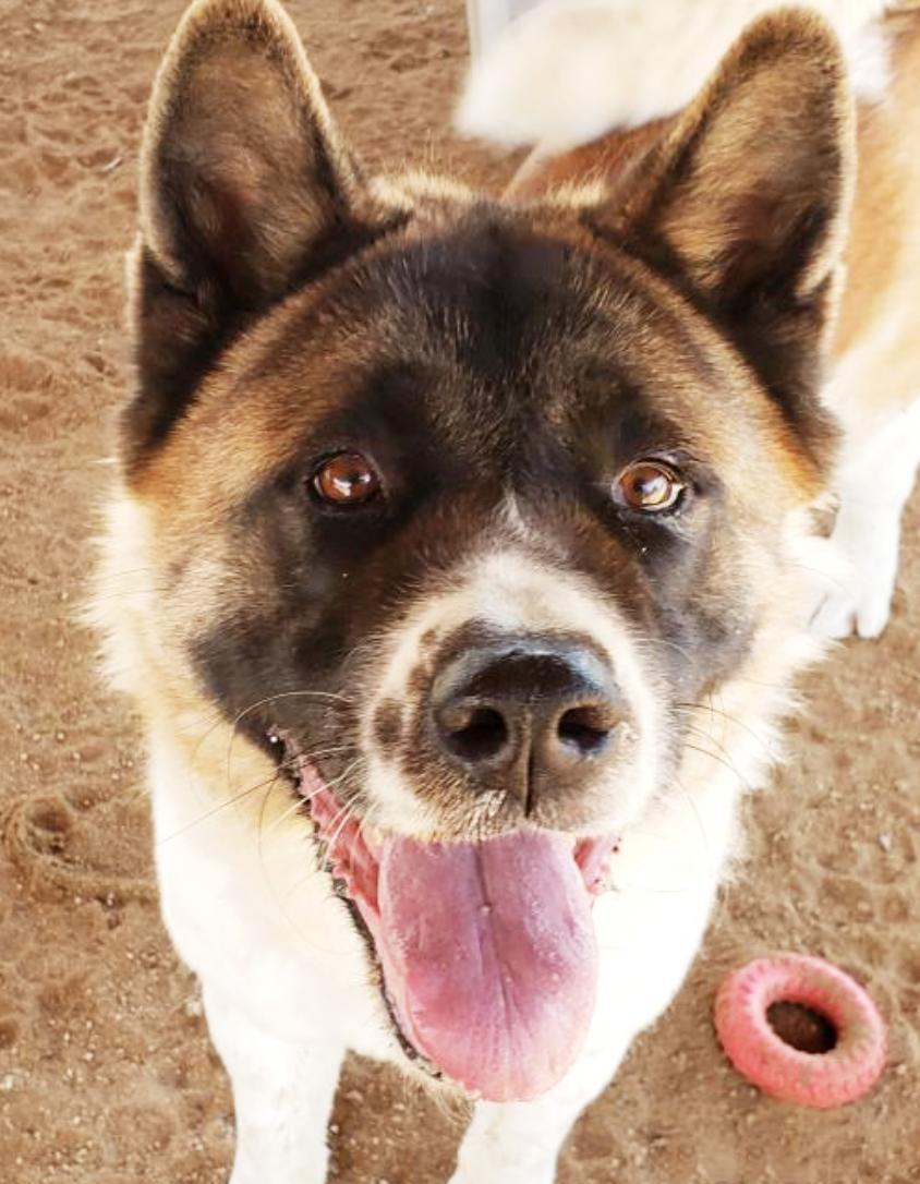 Kia, an adoptable Akita in Romoland, CA, 92585 | Photo Image 1