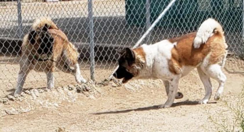 Kia, an adoptable Akita in Romoland, CA, 92585 | Photo Image 2