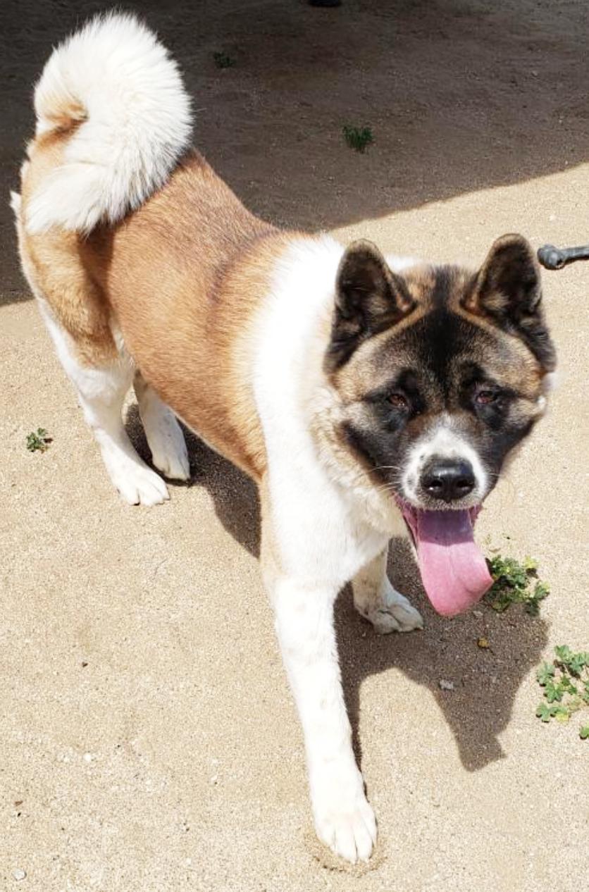 Kia, an adoptable Akita in Romoland, CA, 92585 | Photo Image 3