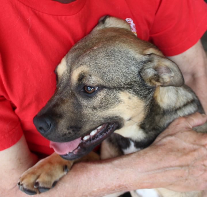 Dog For Adoption Loretta A Mixed Breed In Redwood Valley