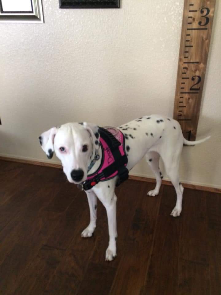 Talullah - Seeking Sponsors, an adoptable Dalmatian in San Diego, CA, 92104 | Photo Image 6