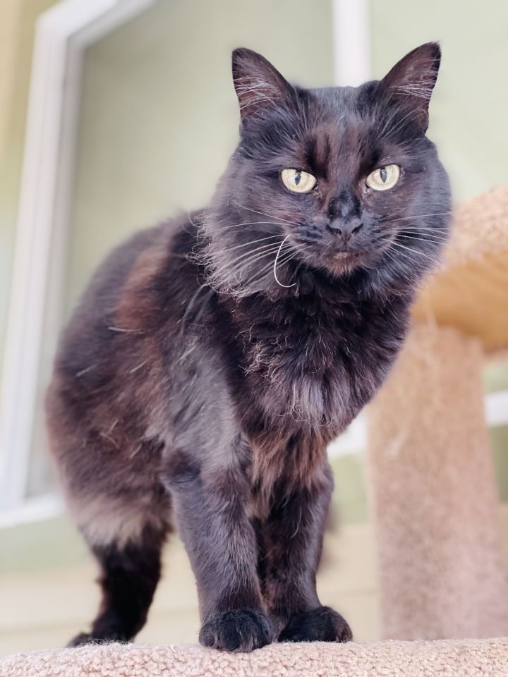 Crook, an adoptable Domestic Medium Hair in Jacksonville, OR_image-3