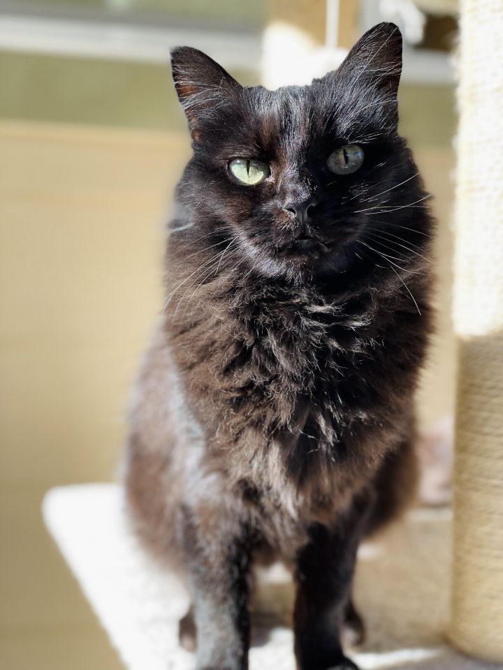 Crook, an adoptable Domestic Medium Hair in Jacksonville, OR_image-1