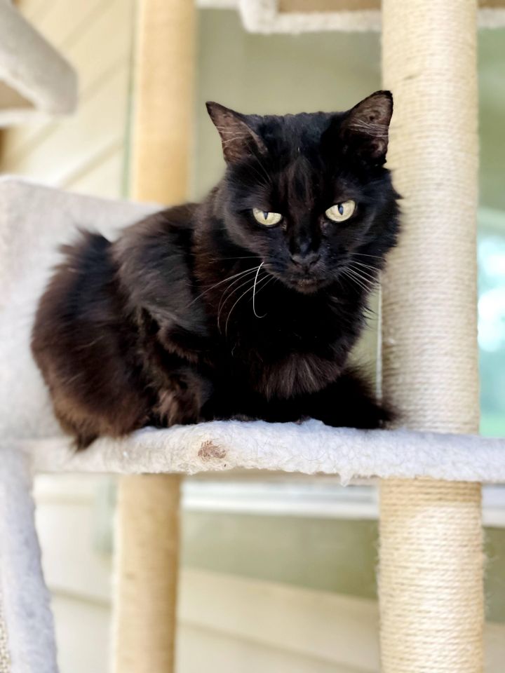 Crook, an adoptable Domestic Medium Hair in Jacksonville, OR_image-5