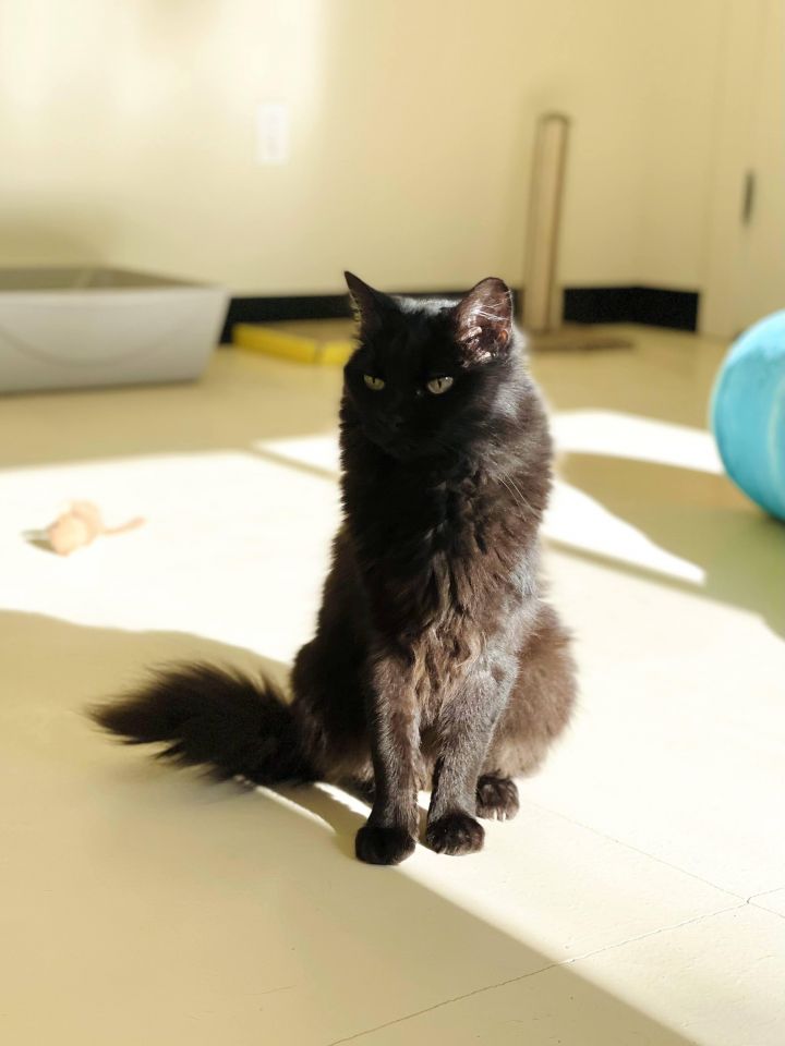 Crook, an adoptable Domestic Medium Hair in Jacksonville, OR_image-6