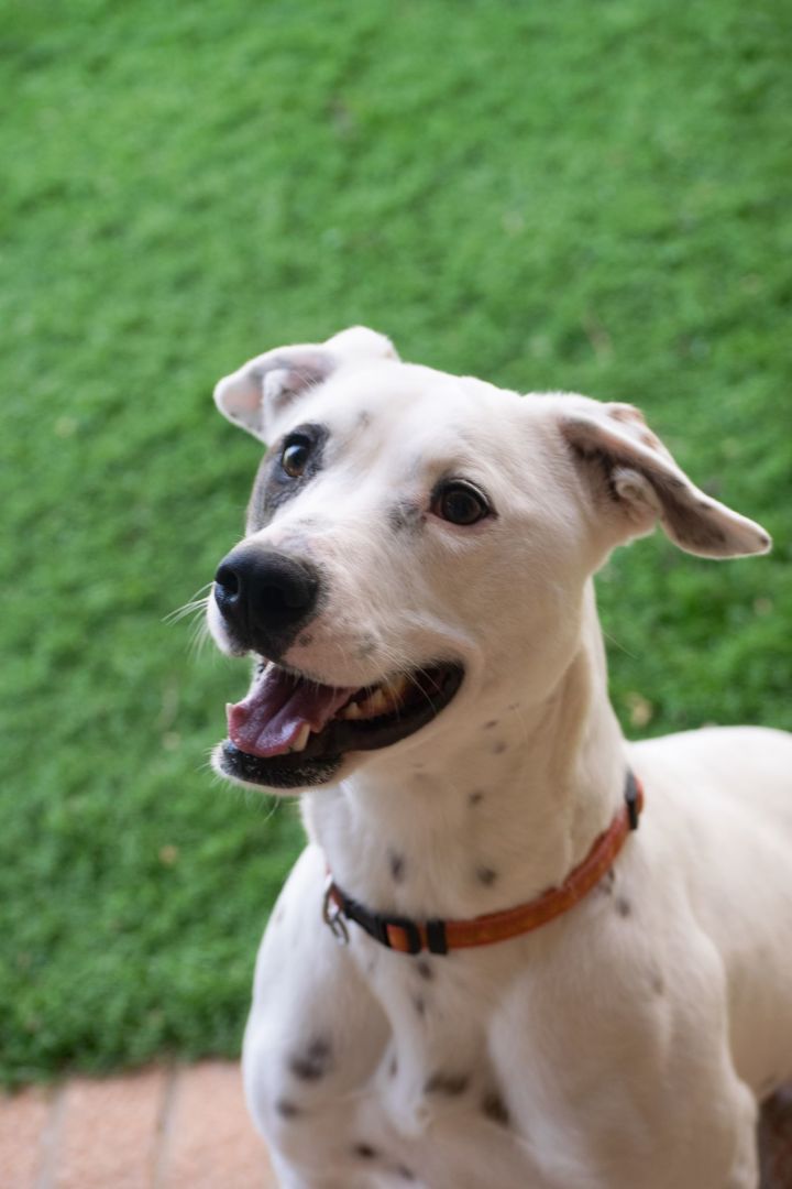 Australian Cattle Dog Whippet Mix