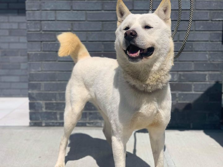 Dog For Adoption Donghae A Jindo Shiba Inu Mix In