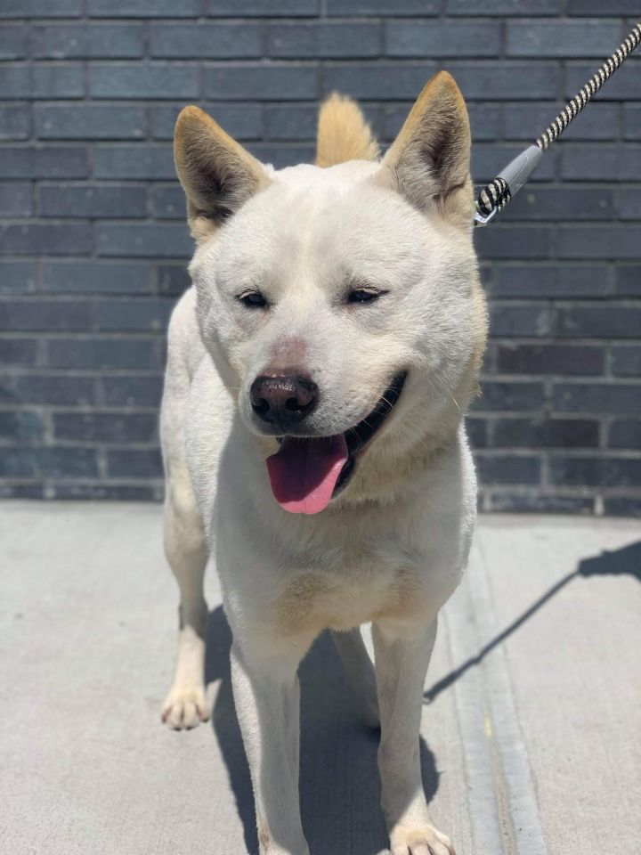 Dog For Adoption Donghae A Jindo Shiba Inu Mix In