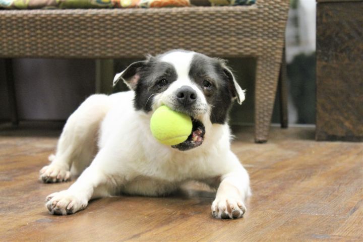 Cora, an adoptable Terrier Mix in Lake Odessa, MI